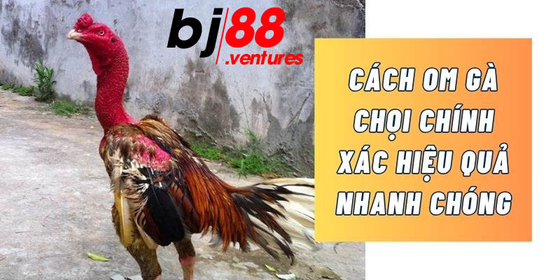 cách om gà chọi