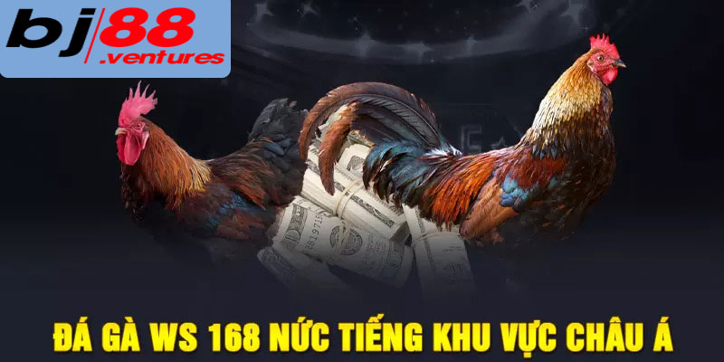 Các loại hình đá gà phổ biến tại WS168