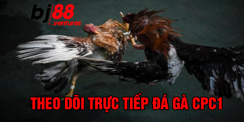 Cách theo dõi trực tiếp đá gà CPC1 tại BJ88