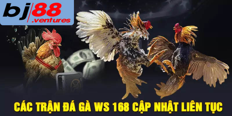 Cập nhật liên tục nhiều giải đấu đá gà hấp dẫn tại WS168